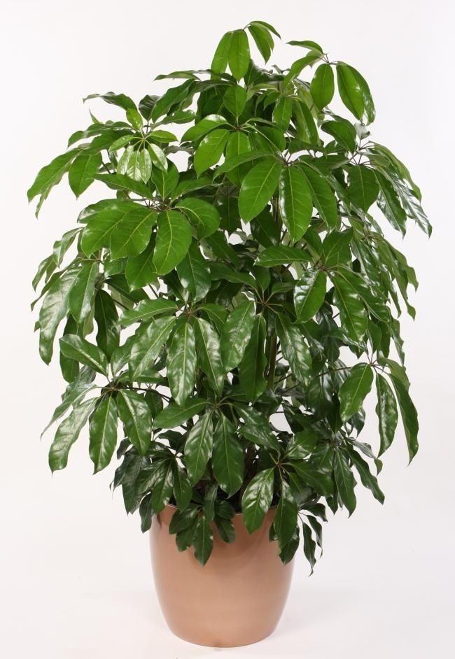 Australia Umbrella Tree (Schefflera actinophylla)