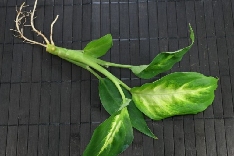 Can you grow Dumb Cane from a cutting