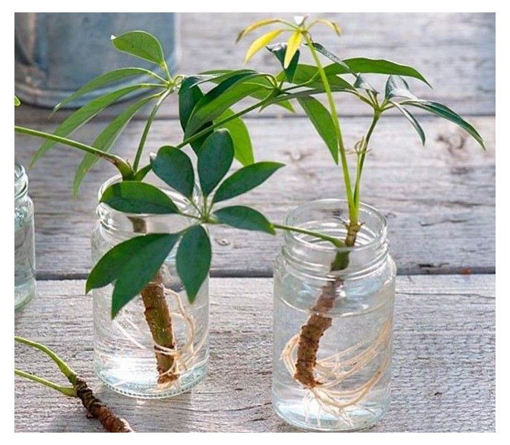 Can you propagate Umbrella plants in water