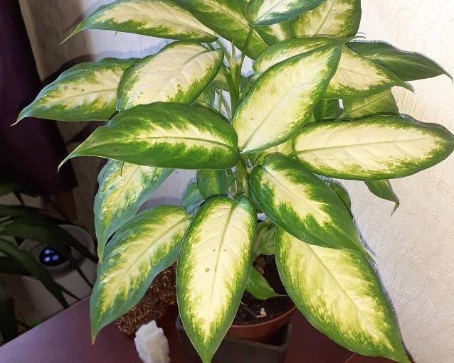 Dieffenbachia Camille