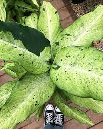 Dieffenbachia Camouflage