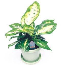 Dieffenbachia Carina