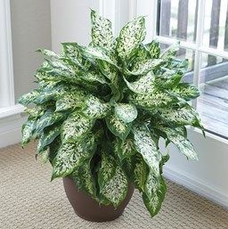 Dieffenbachia Compacta