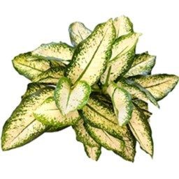 Dieffenbachia Delilah