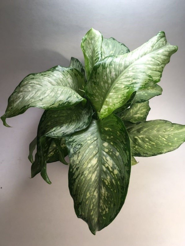 Dieffenbachia Maculata Tropical Tiki