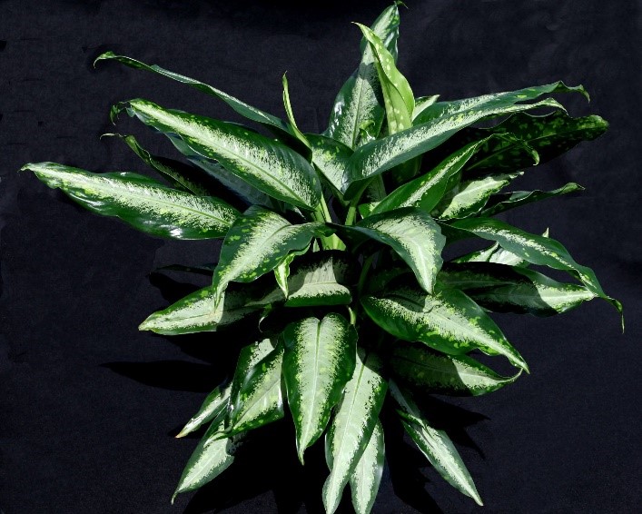 Dieffenbachia Panther