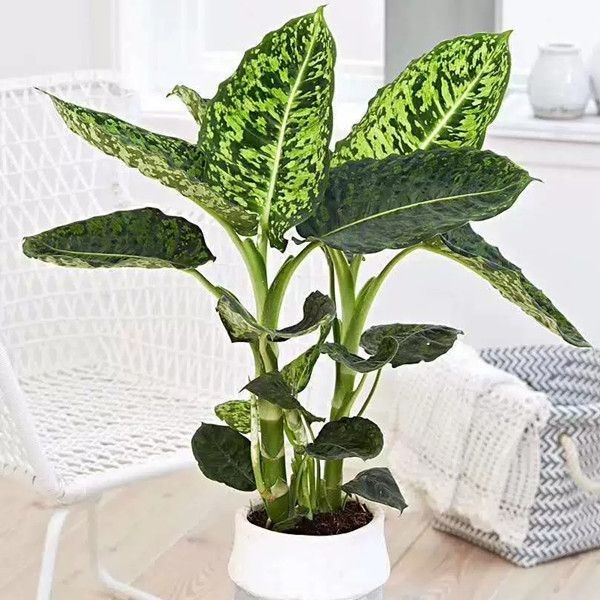 Dieffenbachia Reflector