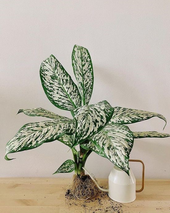 Dieffenbachia White Etna