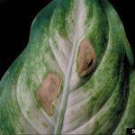 Dieffenbachia pests and diseases 1