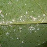 Dieffenbachia pests and diseases