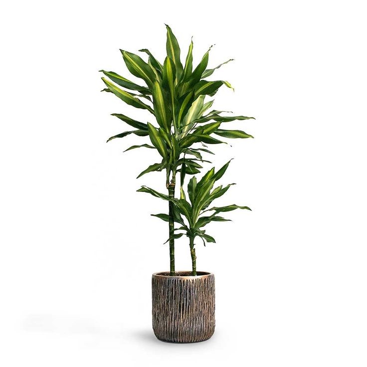 Dracaena Cintho (Dracaena Fragrans Cintho)