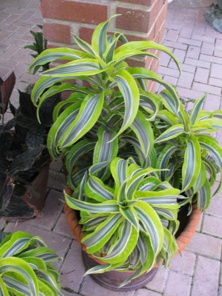 Dracaena Fragrans Lemon Lime