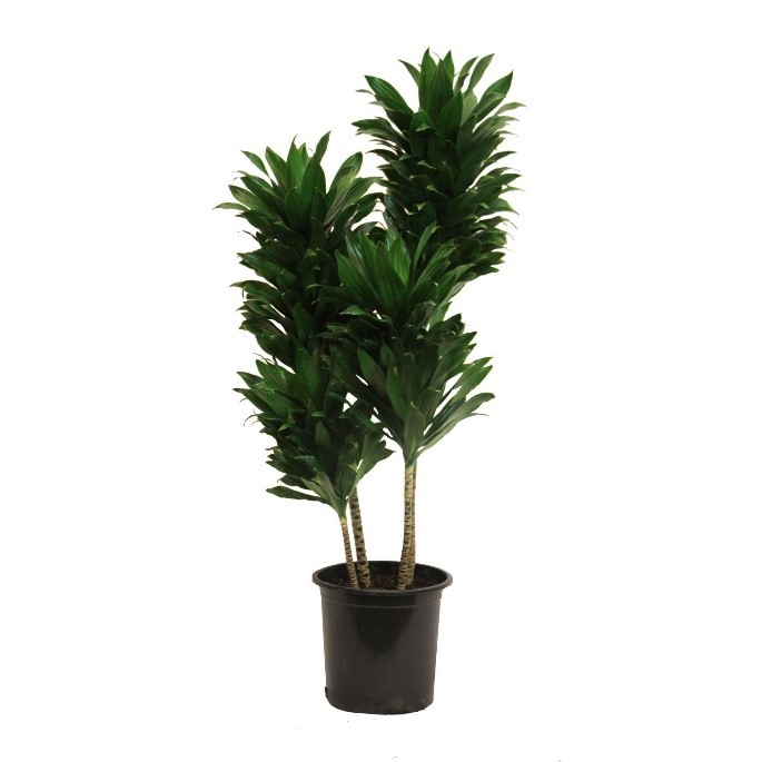 Dracaena Janet Craig (Dracaena Fragrans Compacta)