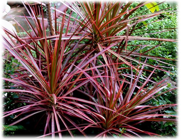 Dracaena Marginata Tricolor