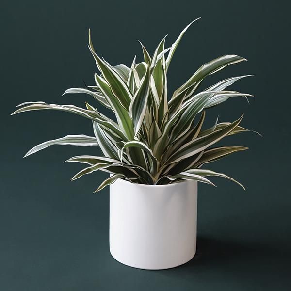 Dracaena Warnock (Dracaena Warneckii)