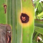 Dracaena pests and diseases