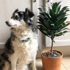 Dracaena plant Toxicity dogs