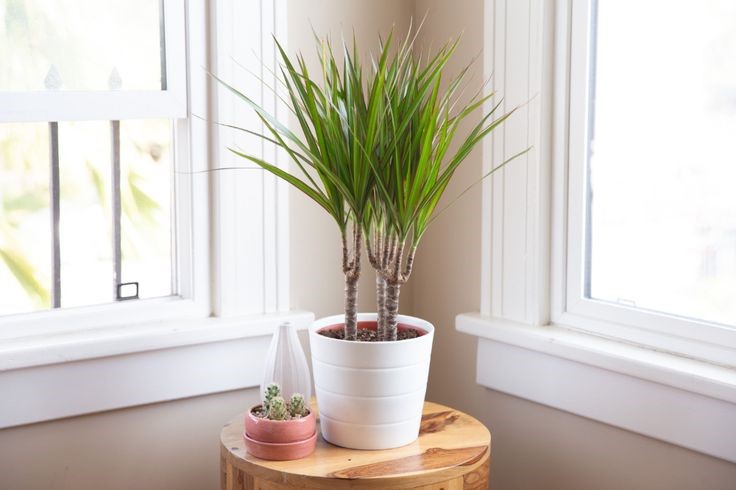 Dracaena sunlight