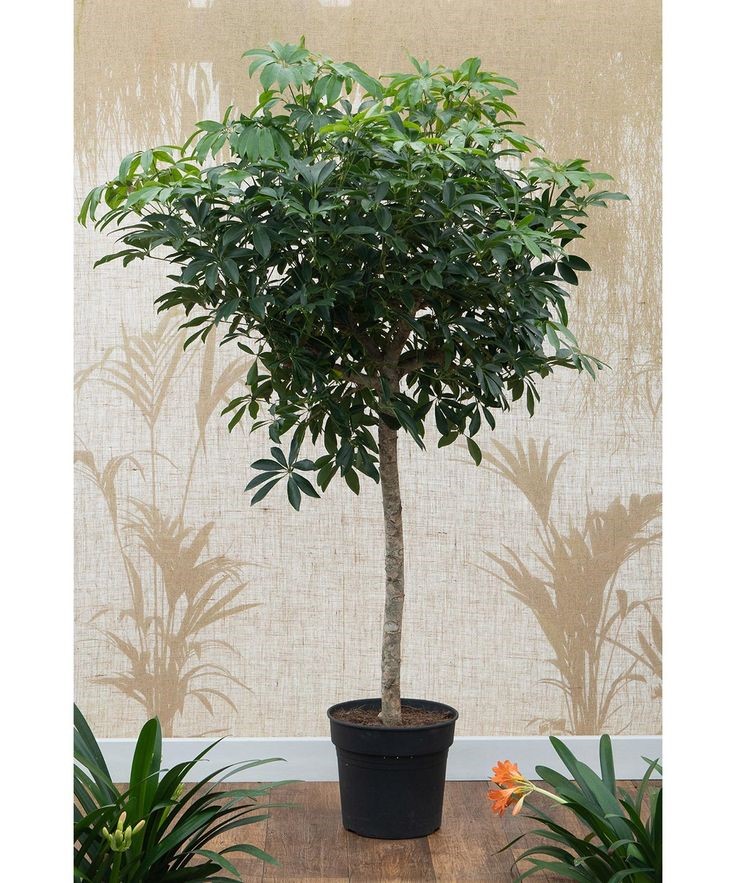 Dwarf Schefflera (Schefflera arbicola)