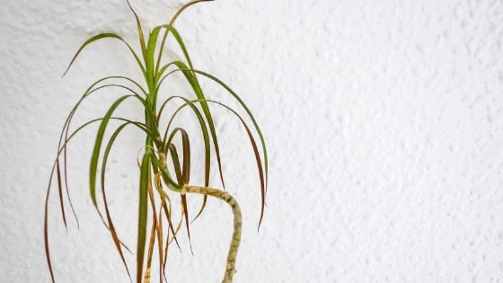 How do I know if my Dracaena needs water