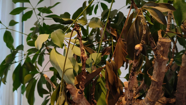 How do I know if my Schefflera plant is dying