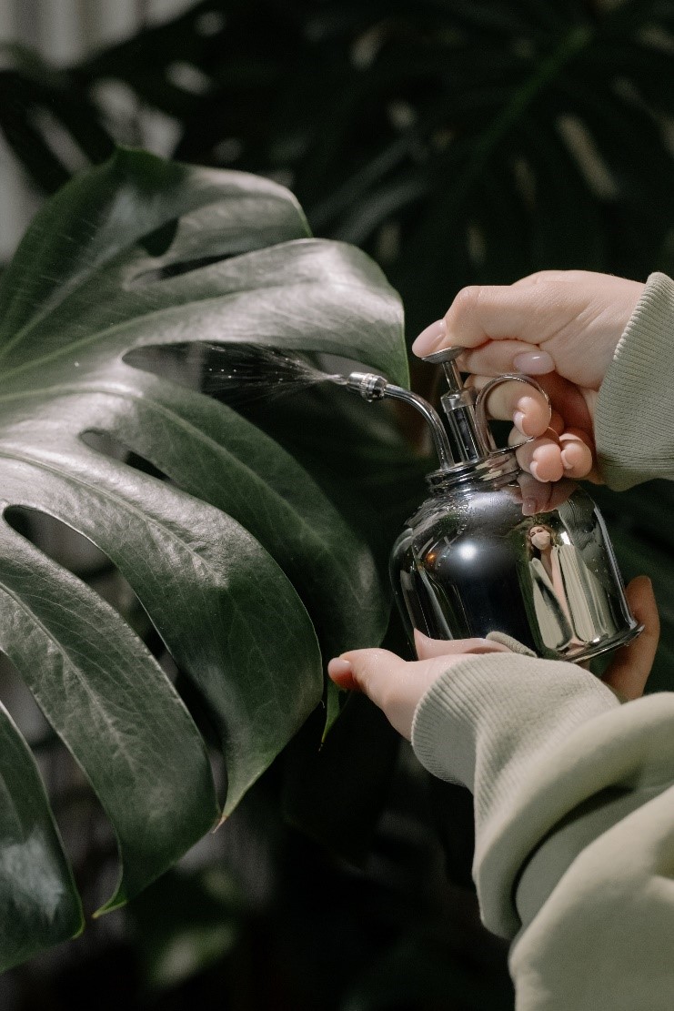 How often should I mist my Swiss Cheese plant