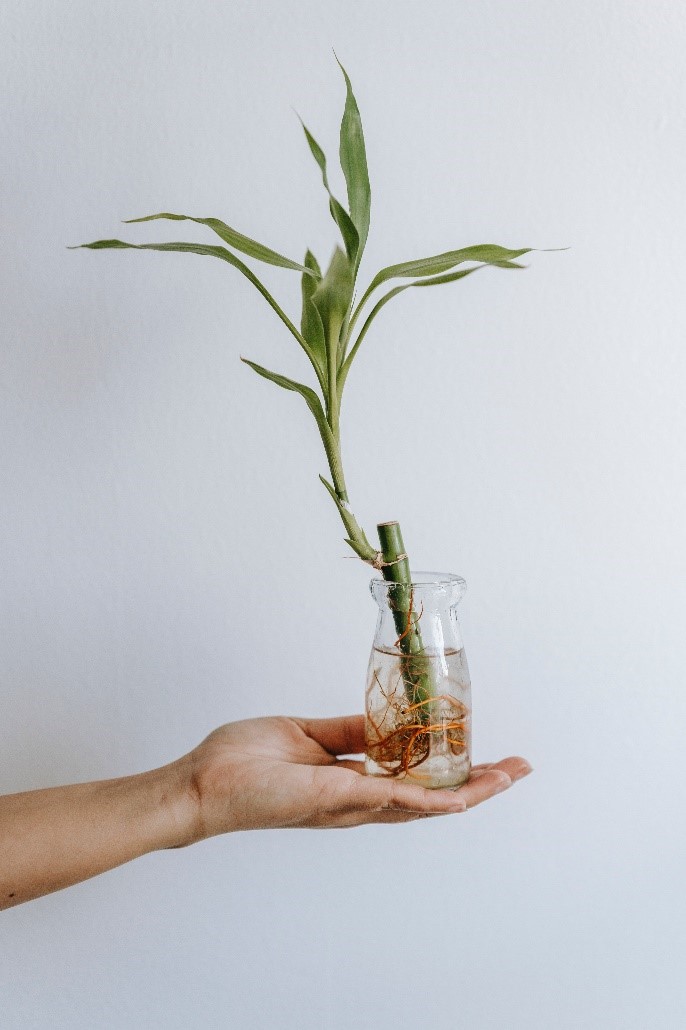 How to care for a Dracaena plant