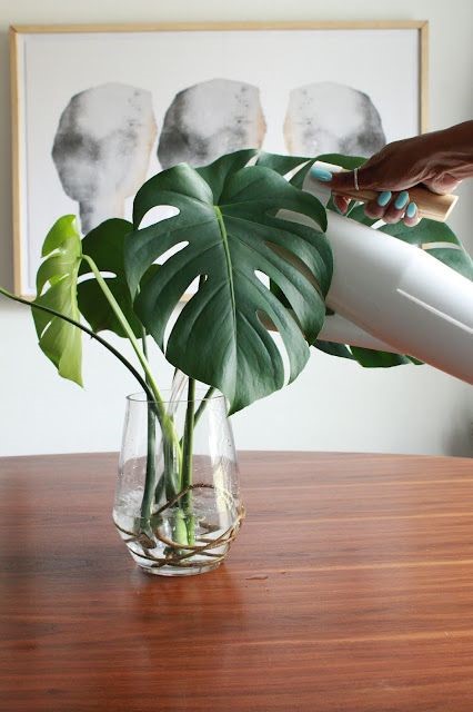 How to propagate Swiss Cheese plant in water