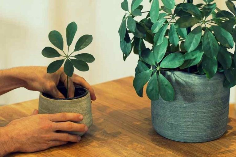 How to propagate Umbrella Tree