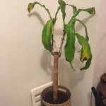 How to save a dying Corn plant