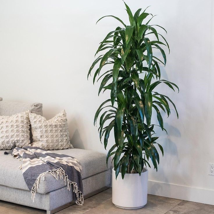 Is Dracaena good for bedroom