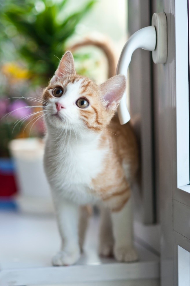 Is dumb cane toxic to cats