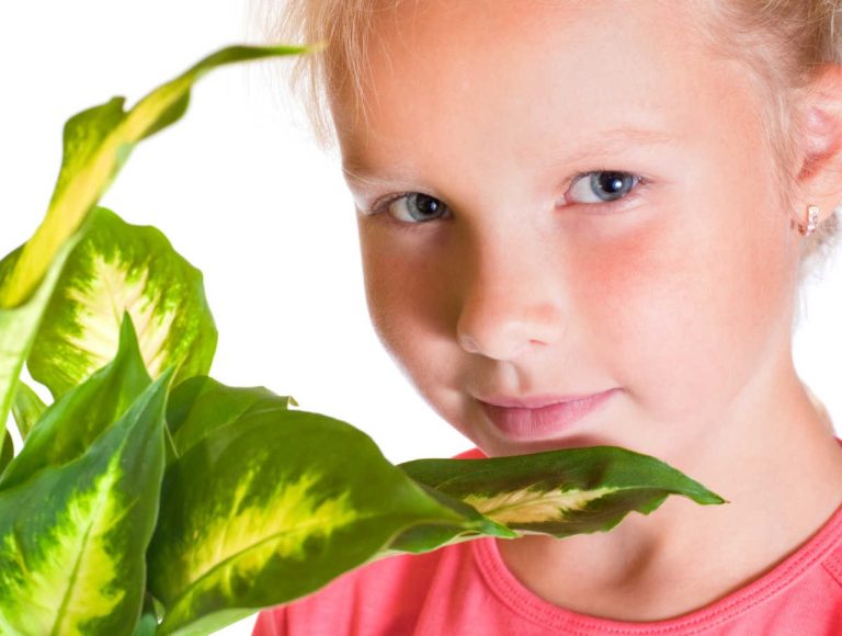 Is the dumb cane plant poisonous to humans