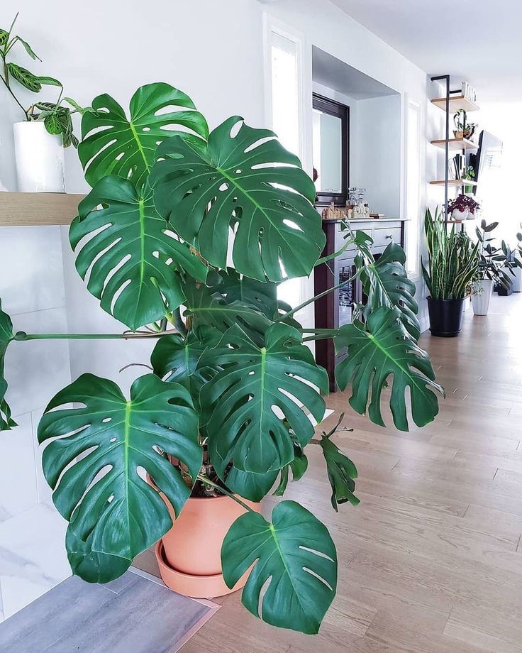 Monstera Deliciosa