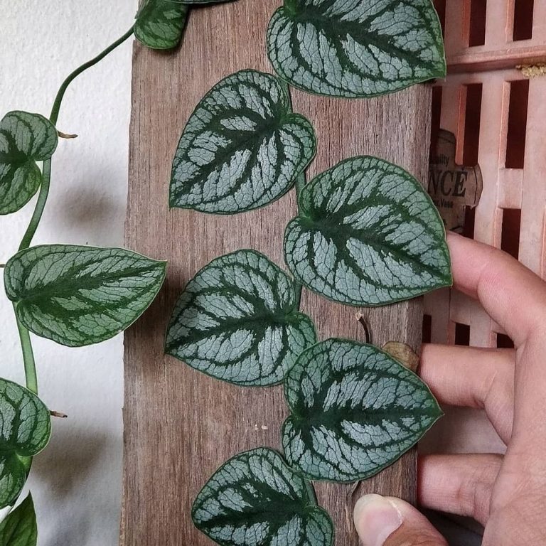 Monstera Dubia