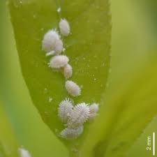 Monstera pests and diseases