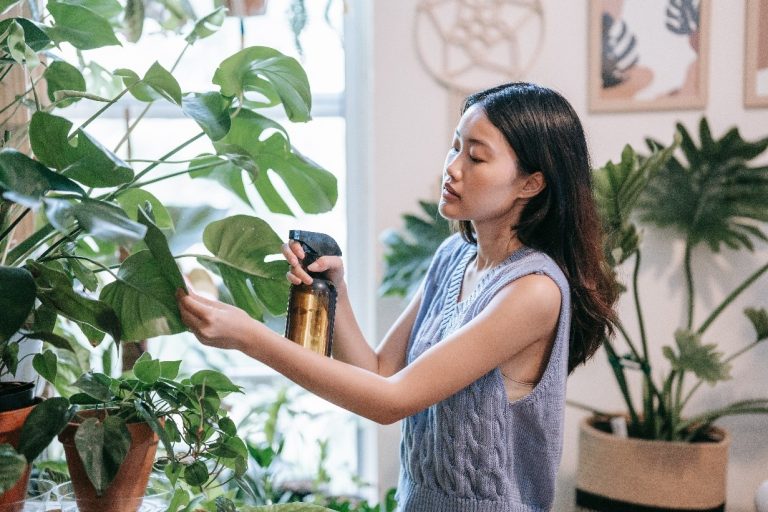 Monstera plant water