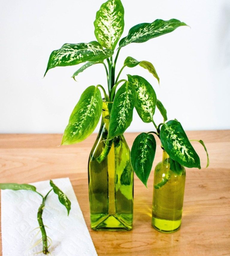 Propagating Dieffenbachia