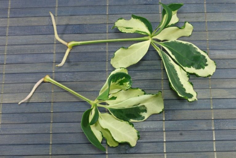 Propagating Schefflera plants