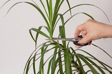 Pruning Dracaena