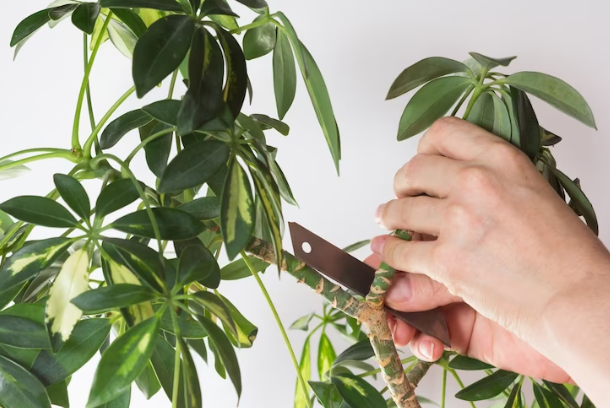 Pruning Umbrella plants