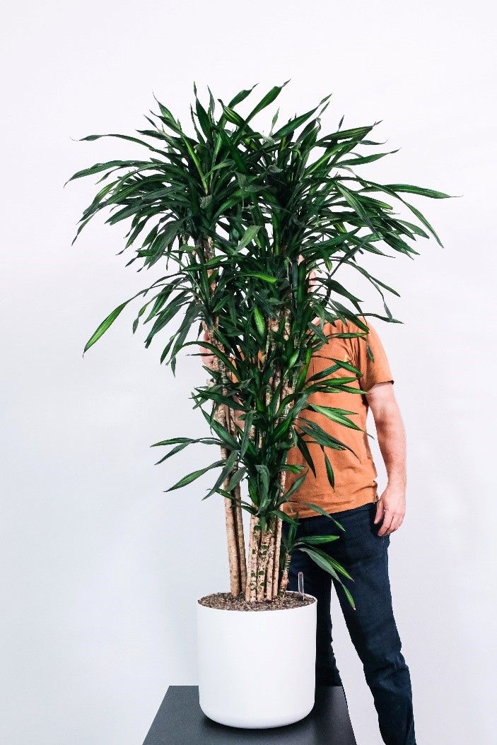 Re-potting Corn plant Dracaena