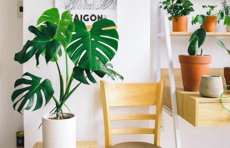 Repotting a Monstera plant