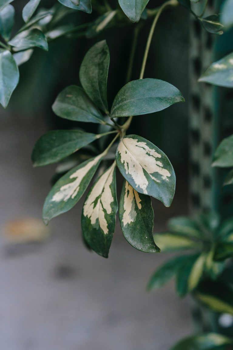 Schefflera plant