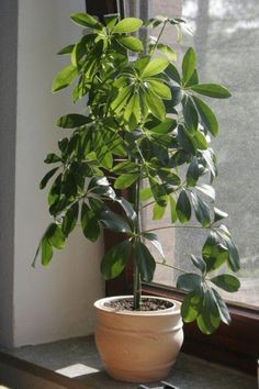 Schefflera plant light