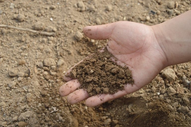 Schefflera plant soil type