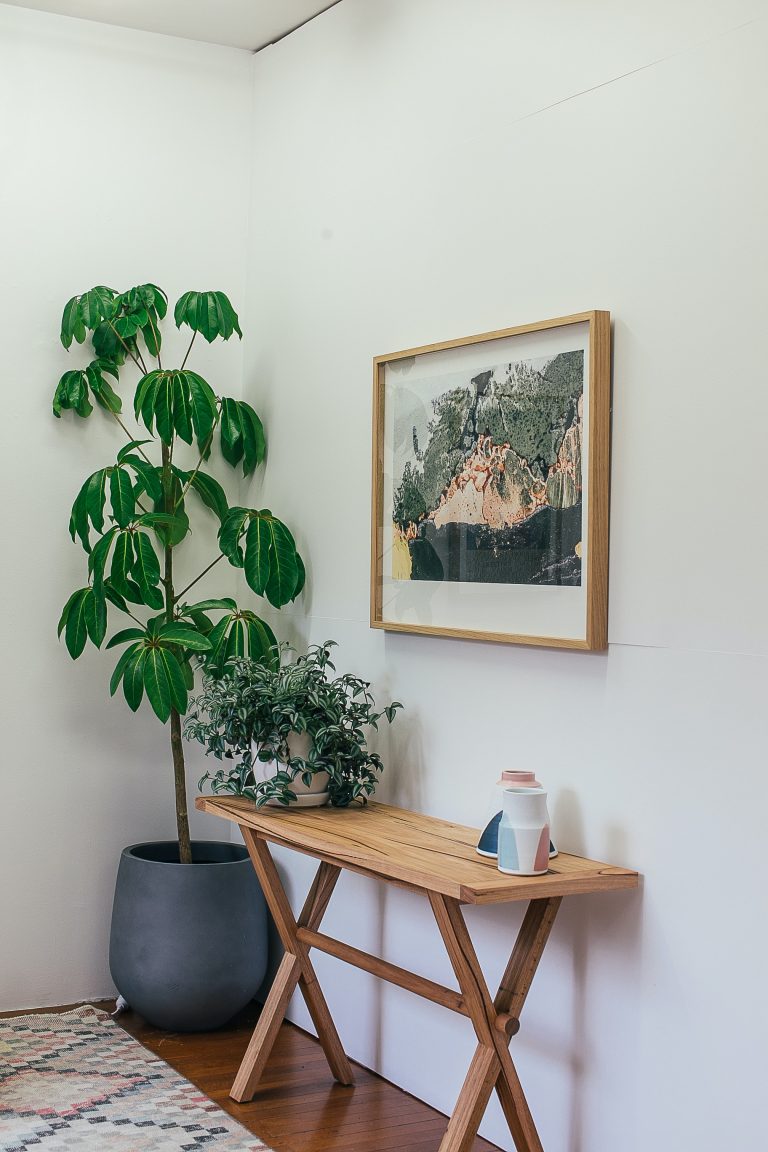 Schefflera umbrella plant