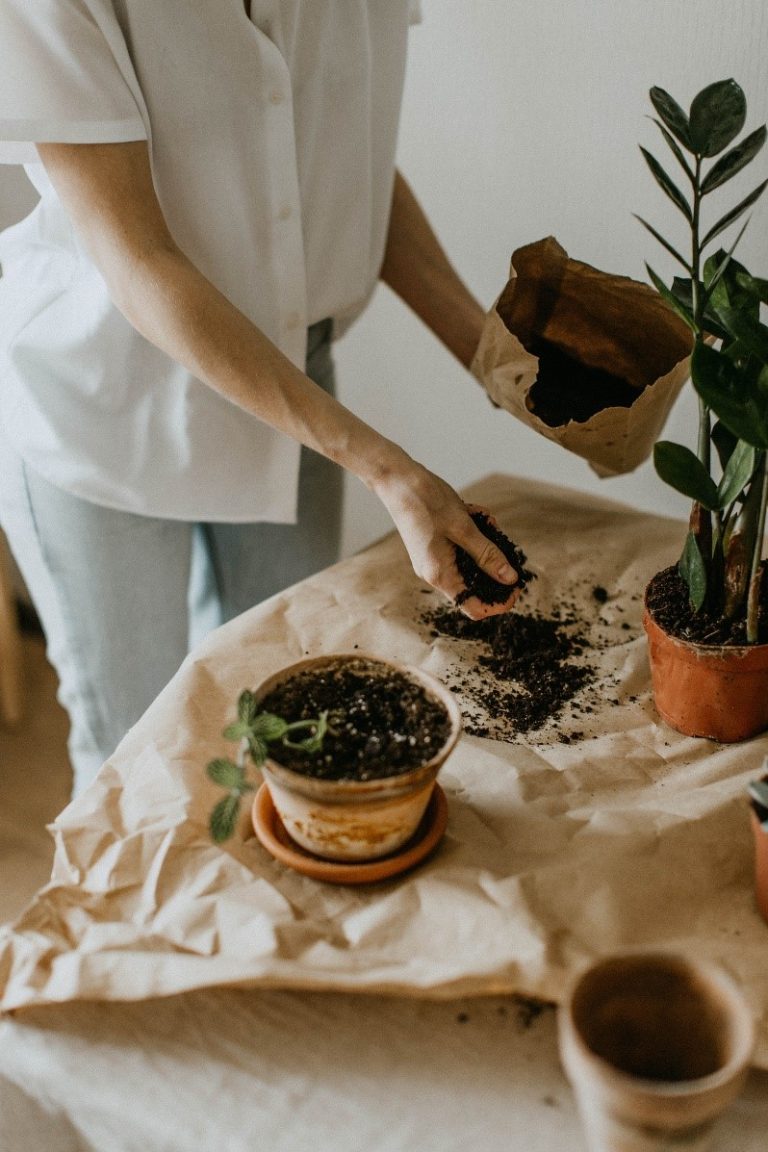 Swiss Cheese plant soil type