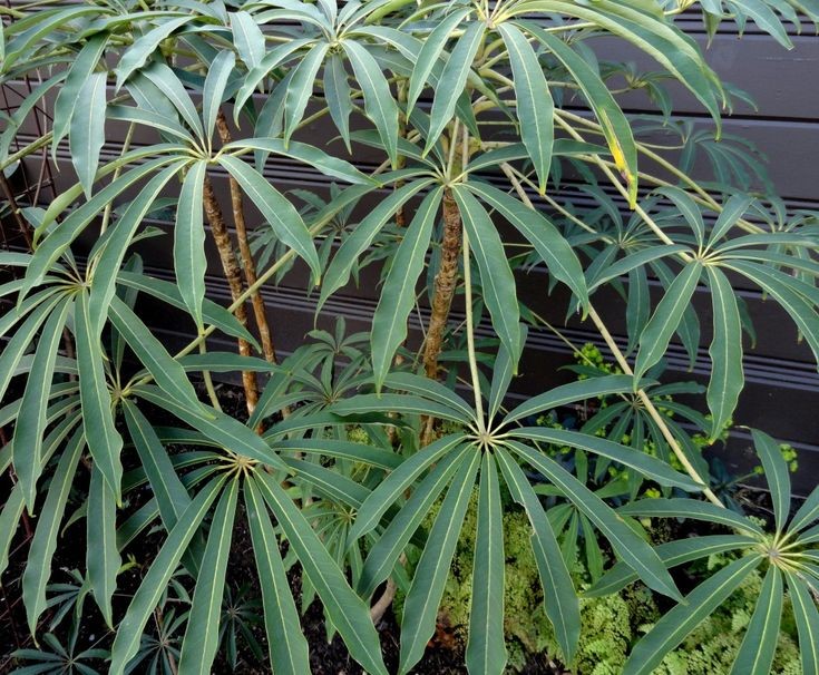 Taiwanese Schefflera (Schefflera taiwaniana)