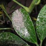 Umbrella Tree pests and diseases1